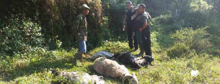 Ditemukan 3 Domba Mati di Cadas Pangeran