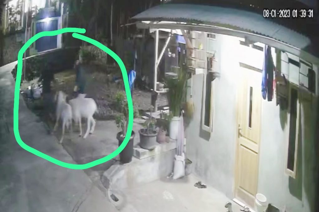 Satu Malam, 7 Domba Raib Digondol Maling, Pelaku Terekam CCTV