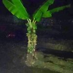 Pohon pisan yang ditanam di tengah Jalan Legok-Conggeang sebagai bentuk protes warga. (Foto : Istimewa)