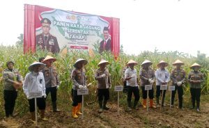 Polda Jabar Gelar Panen Raya Jagung di Sumedang, Program Ketahanan Pangan