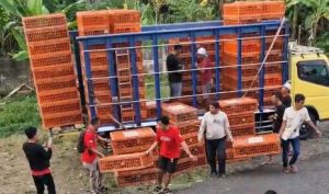 Komitmen Realisasi Ketahanan Pangan, Pemdes Cikole Sumedang Kembangkan Usaha Ayam Petelur