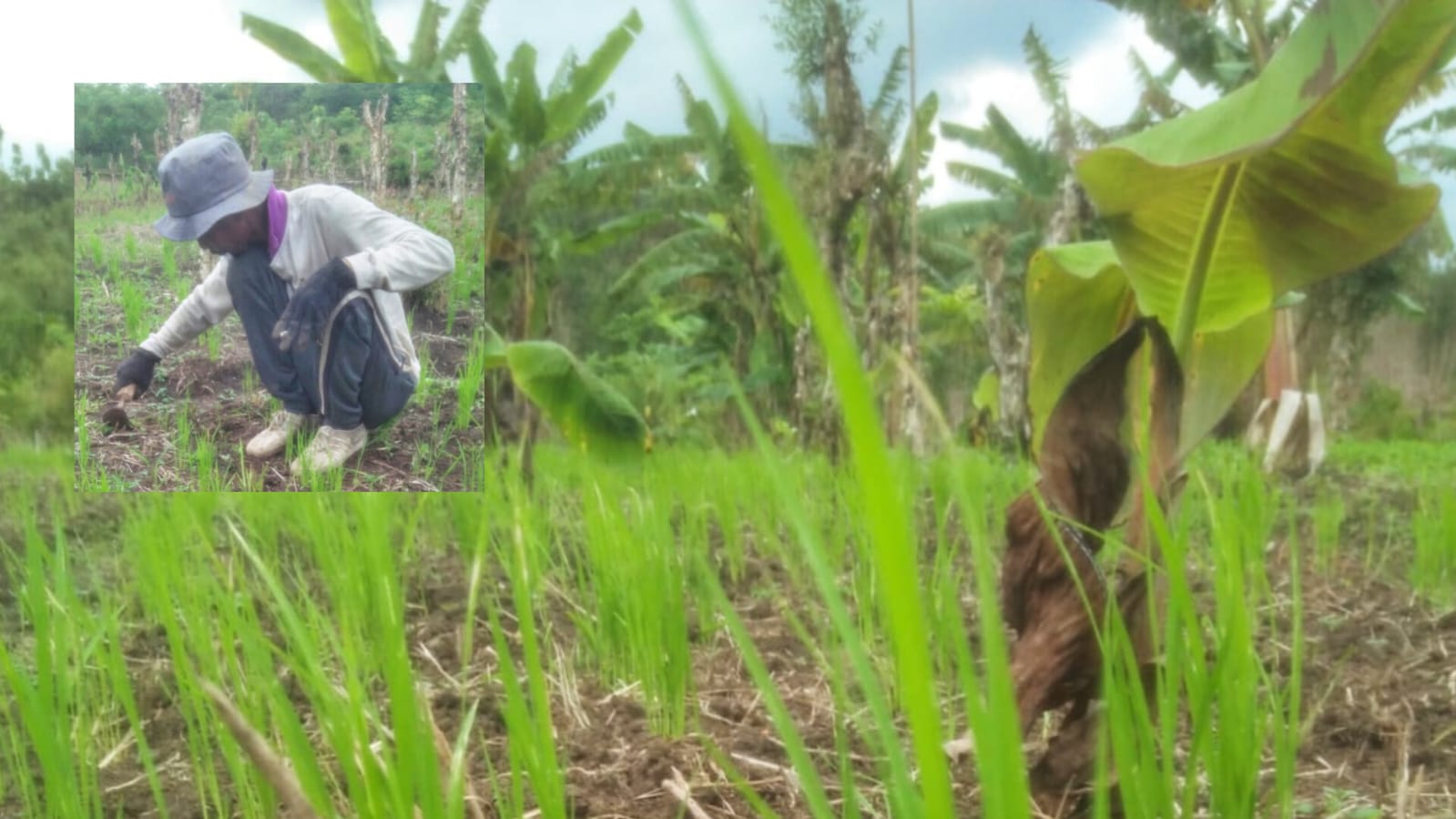 Truk Tronton Tabrak Dahan, Pohon Tumbang Tutup Jalan Nasional Sumedang–Bandung