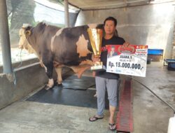 Dilirik KDM, Sapi Juara Nasional Asal Sumedang Punya Bobot 1,4 Ton, Terberat se-Indonesia