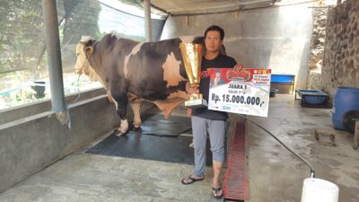 Dilirik KDM, Sapi Juara Nasional Asal Sumedang Punya Bobot 1,4 Ton, Terberat se-Indonesia